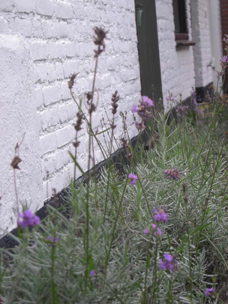 Het Aambeeld Bed & Breakfast Wanroij Exterior foto