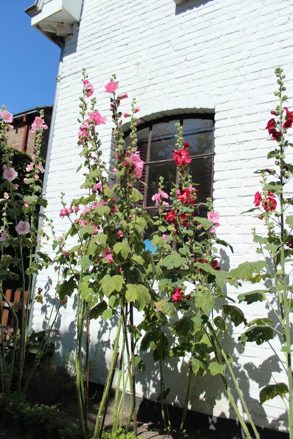 Het Aambeeld Bed & Breakfast Wanroij Exterior foto